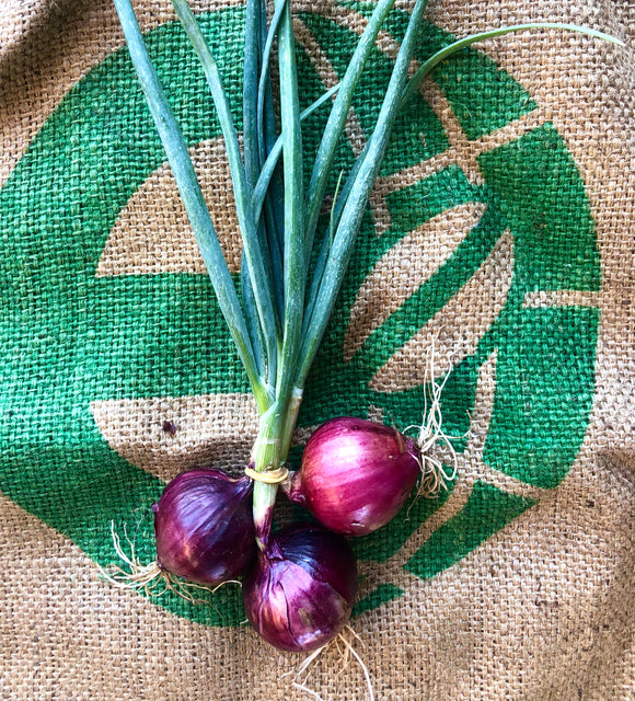 Onion - red