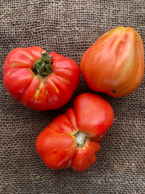 Tomato, per 500g