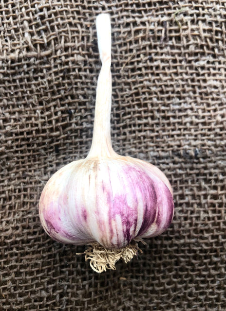 Garlic, bulb