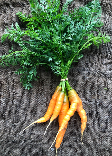 Carrots, bunch