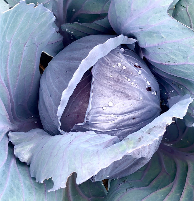 Cabbage - red 1/2