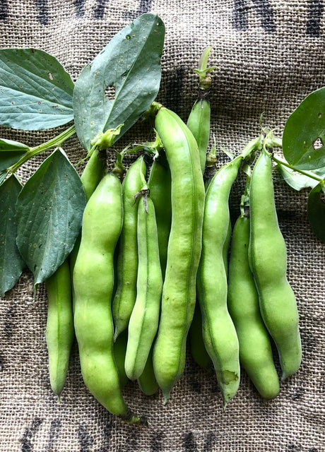 Broad Beans, 250g